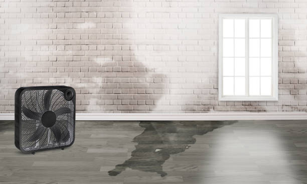 Best Water damage mitigation services  in Stevensville, MD