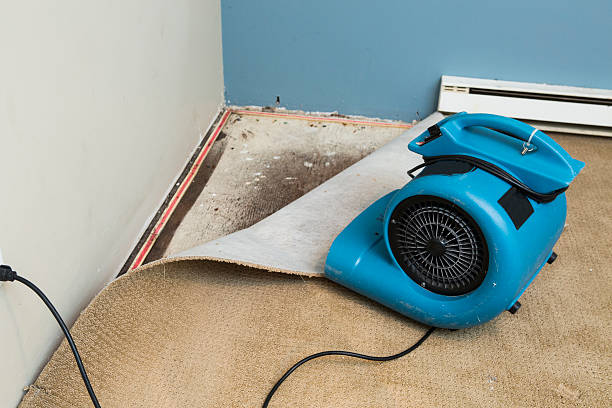 Best Carpet water damage restoration  in Stevensville, MD